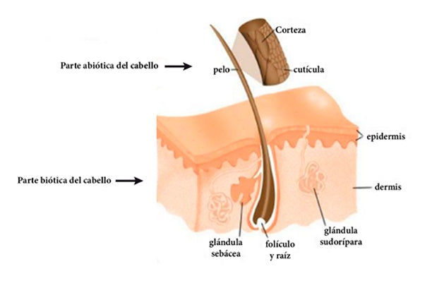 ¿Es posible que el cabello se regenere?